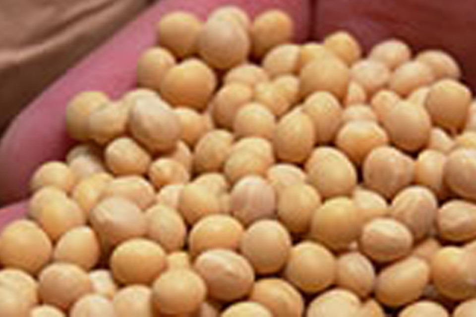 nakatayori_daizu 大豆